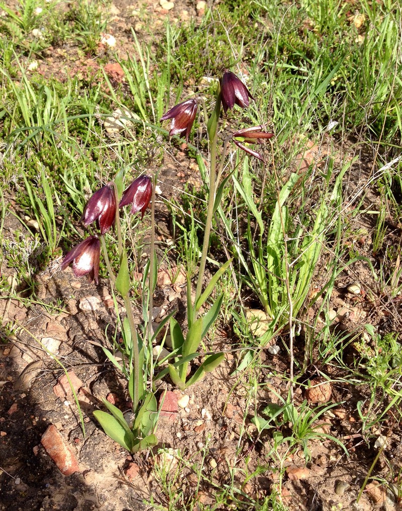Chocolate Lily