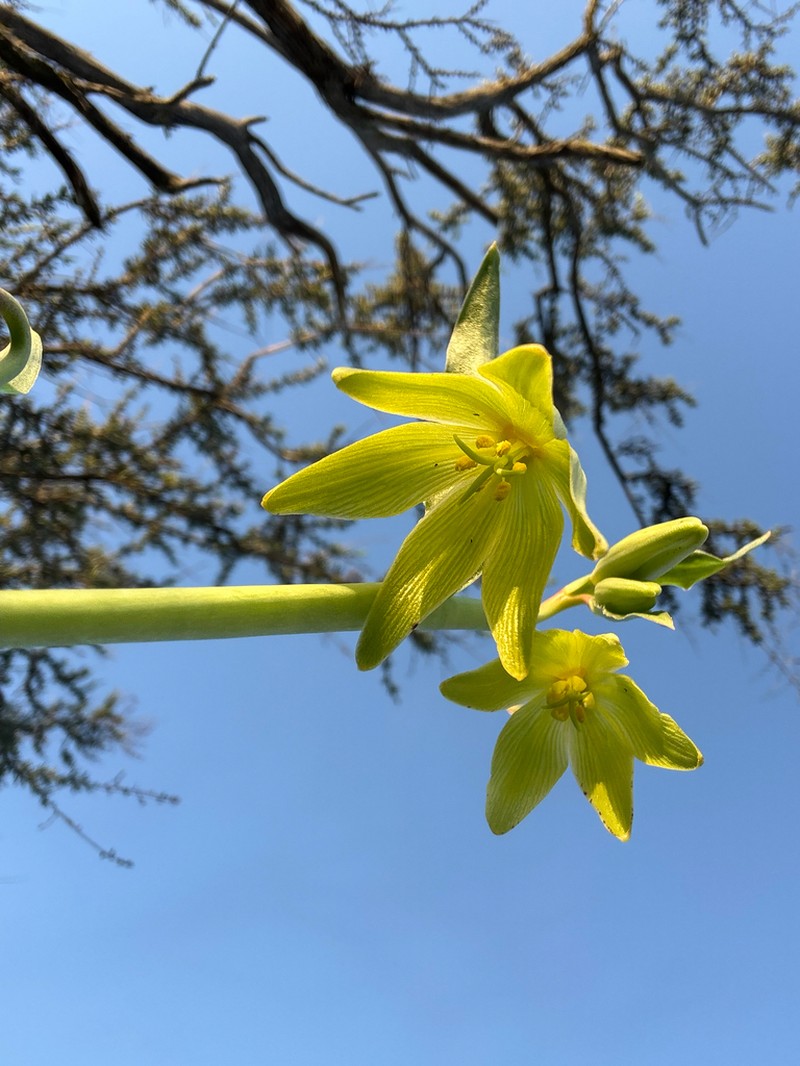 Chocolate Lily photo 2