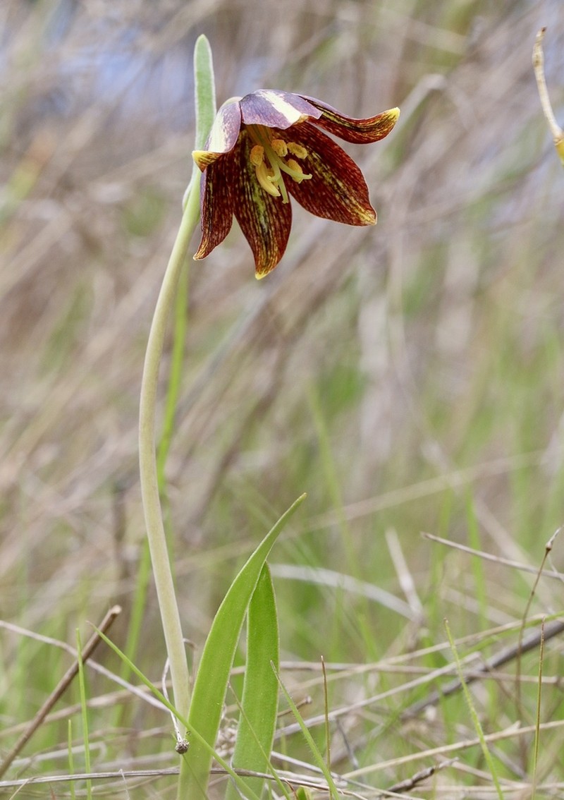 Chocolate Lily photo 3