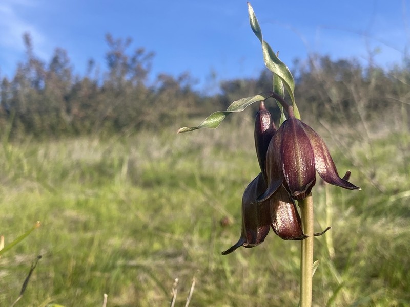 Chocolate Lily photo 4