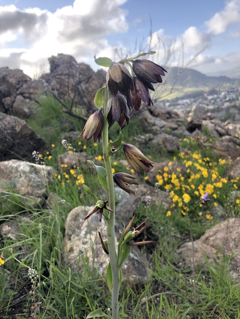 Chocolate Lily photo 6