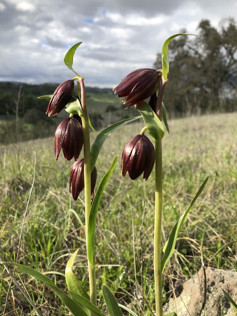 Chocolate Lily photo 7
