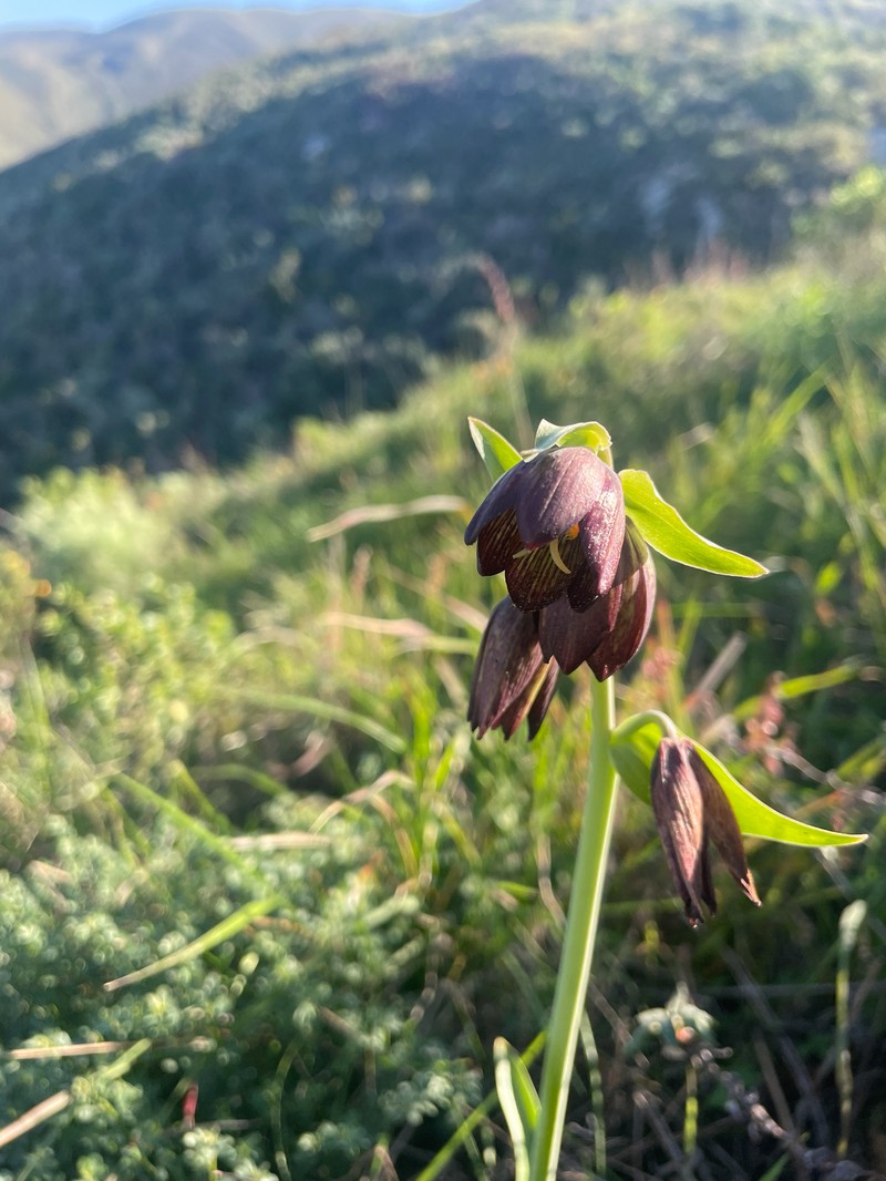 Fritillaria biflora var. biflora