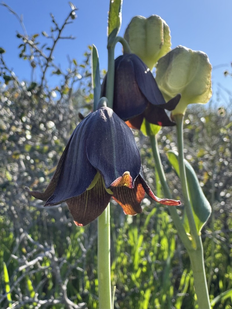 Fritillaria biflora var. biflora photo 2