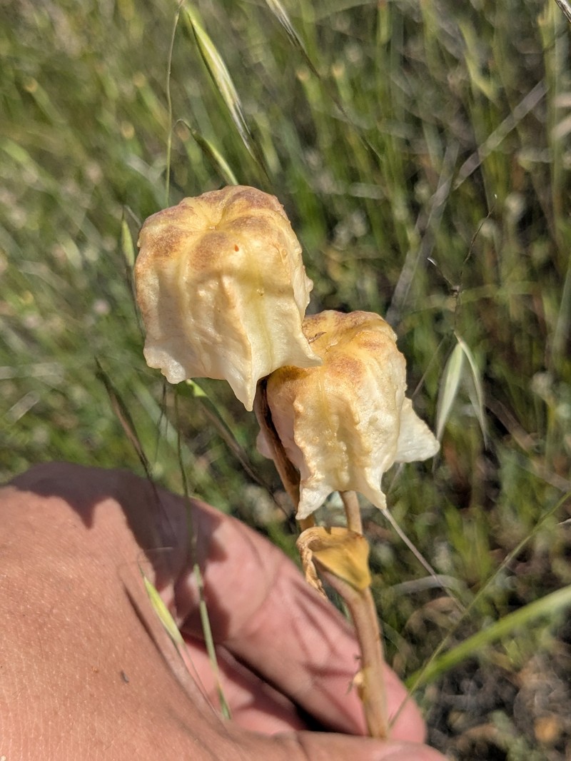 Fritillaria biflora var. biflora photo 3