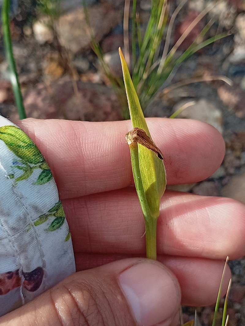 Fritillaria biflora var. biflora photo 4