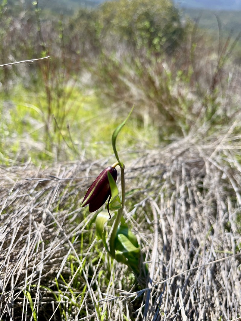 Fritillaria biflora var. biflora photo 6