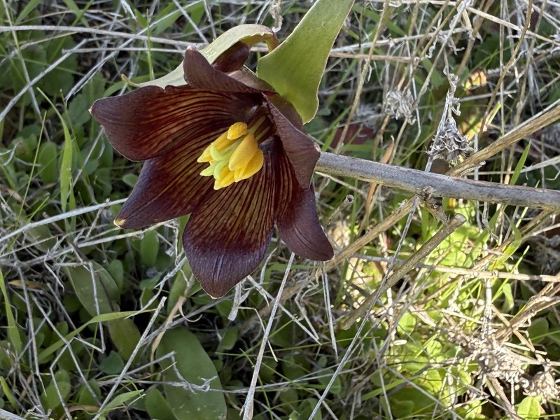 Fritillaria biflora var. biflora photo 7
