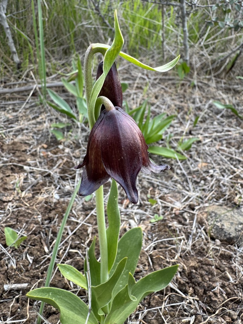 Fritillaria biflora var. biflora photo 8