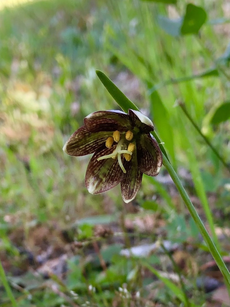 Gray'S Fritillary photo 2
