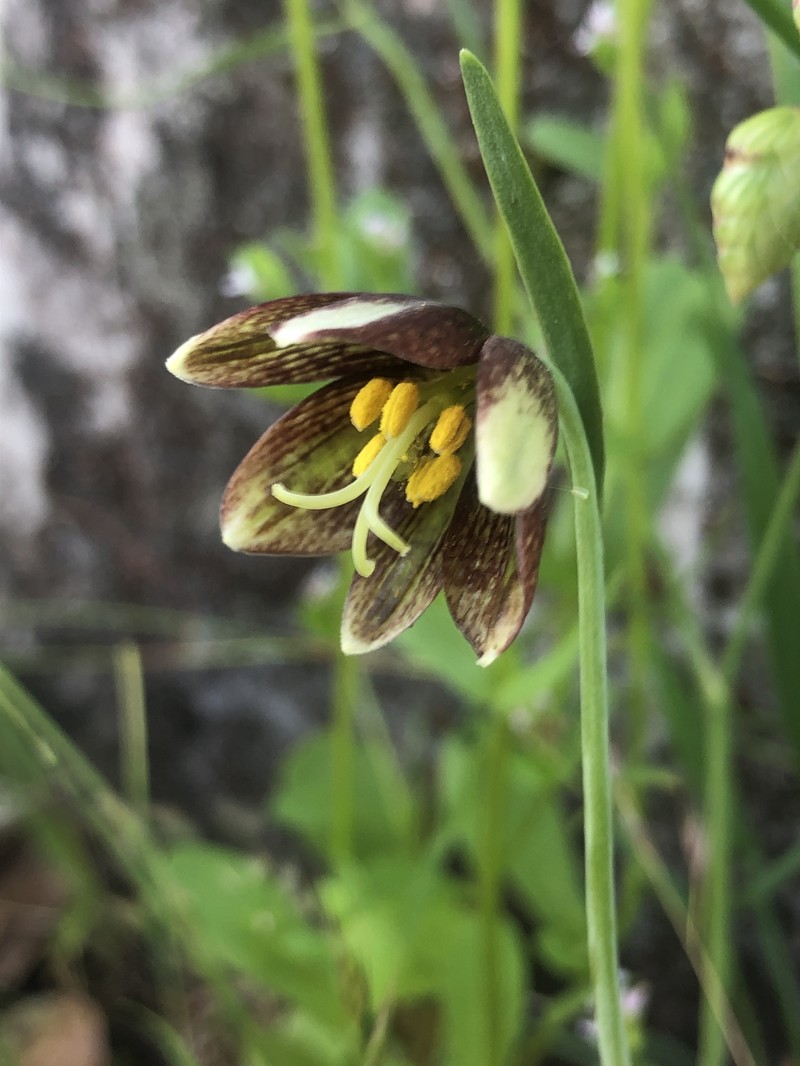 Gray'S Fritillary photo 3