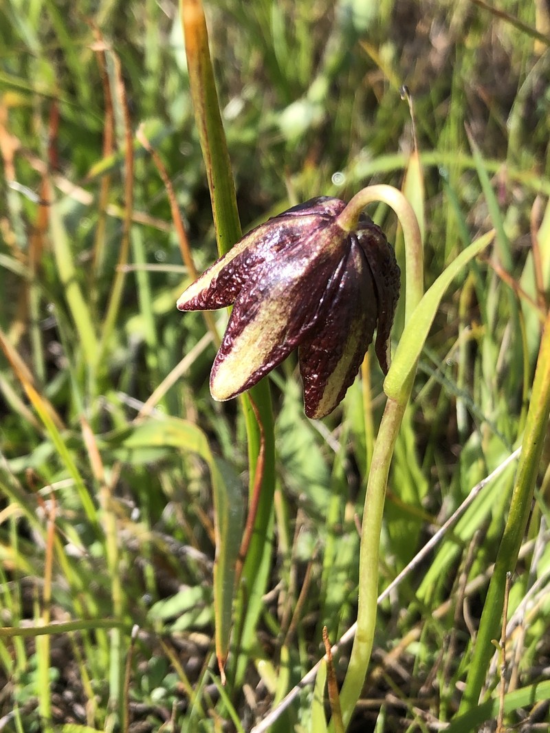 Gray'S Fritillary photo 4