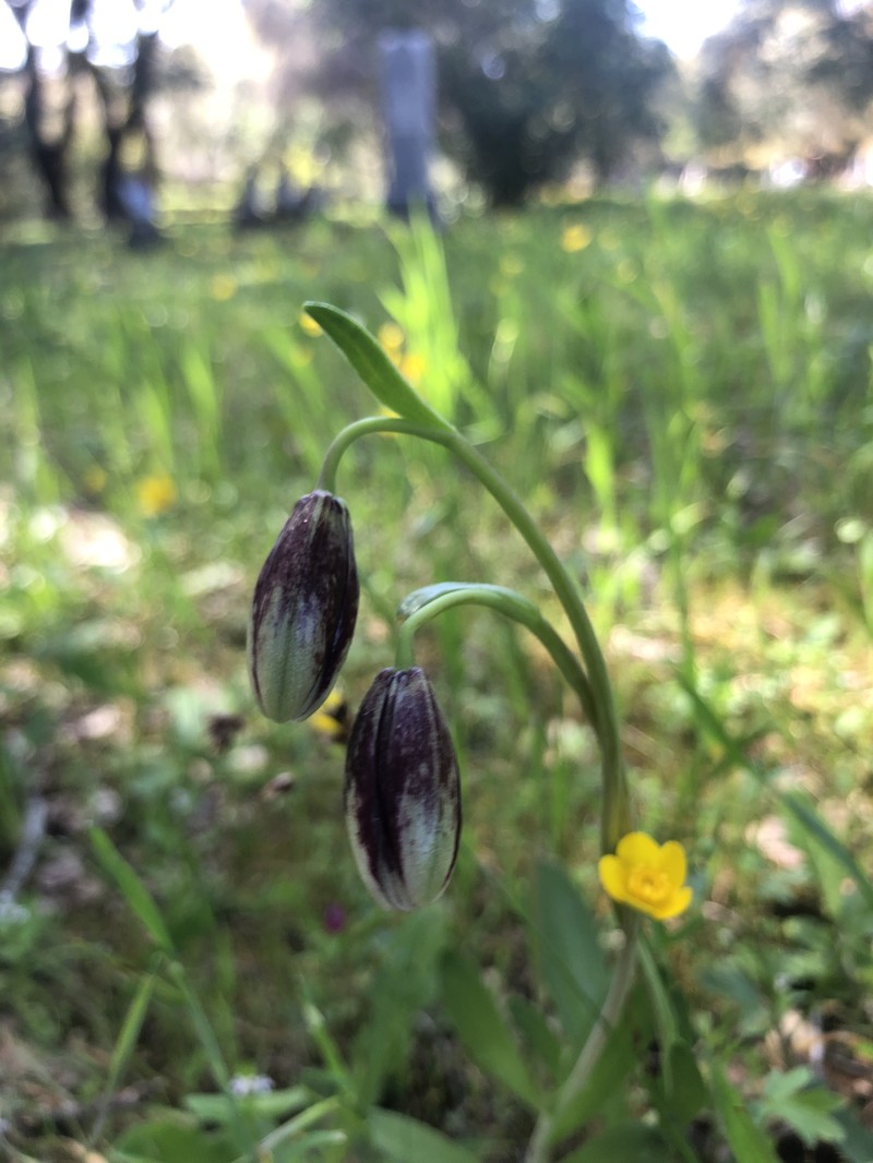 Gray'S Fritillary photo 5