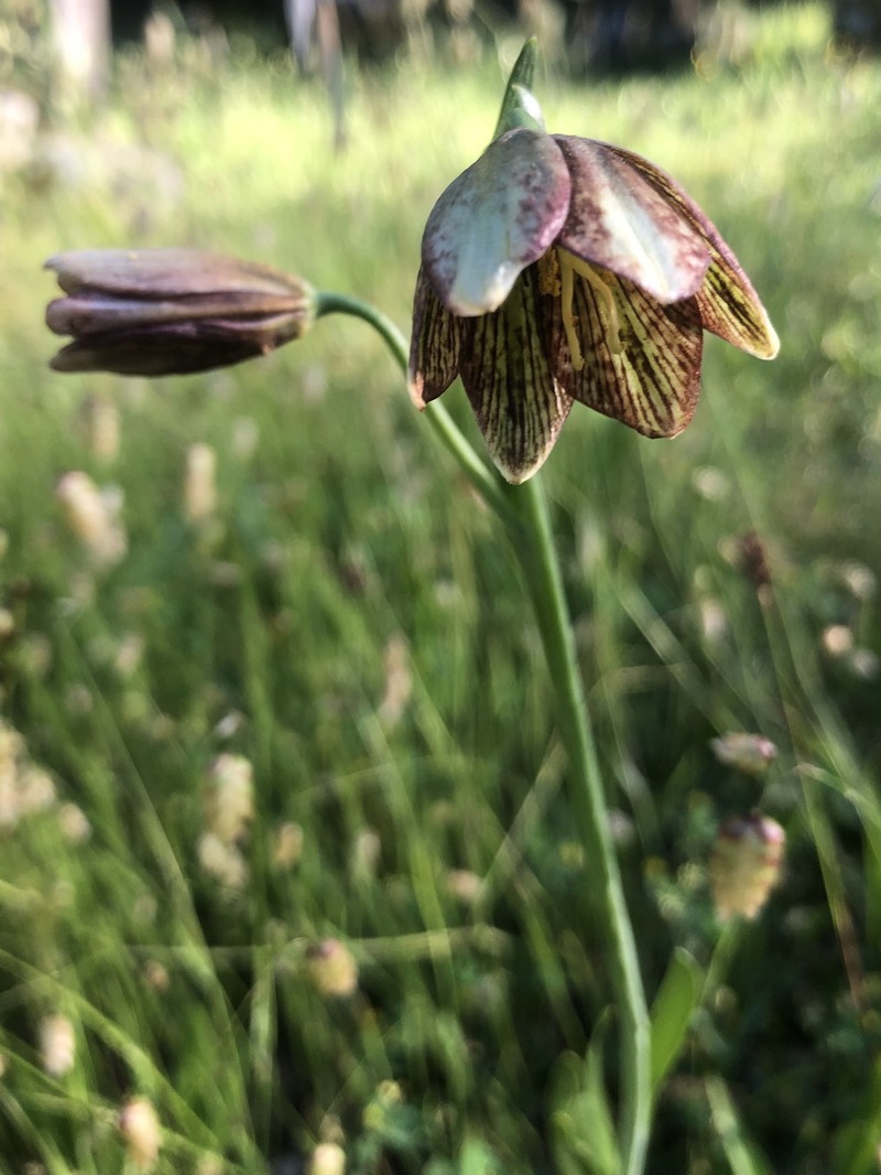 Gray'S Fritillary photo 6