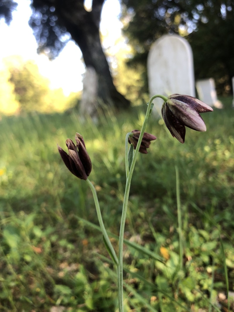 Gray'S Fritillary photo 8