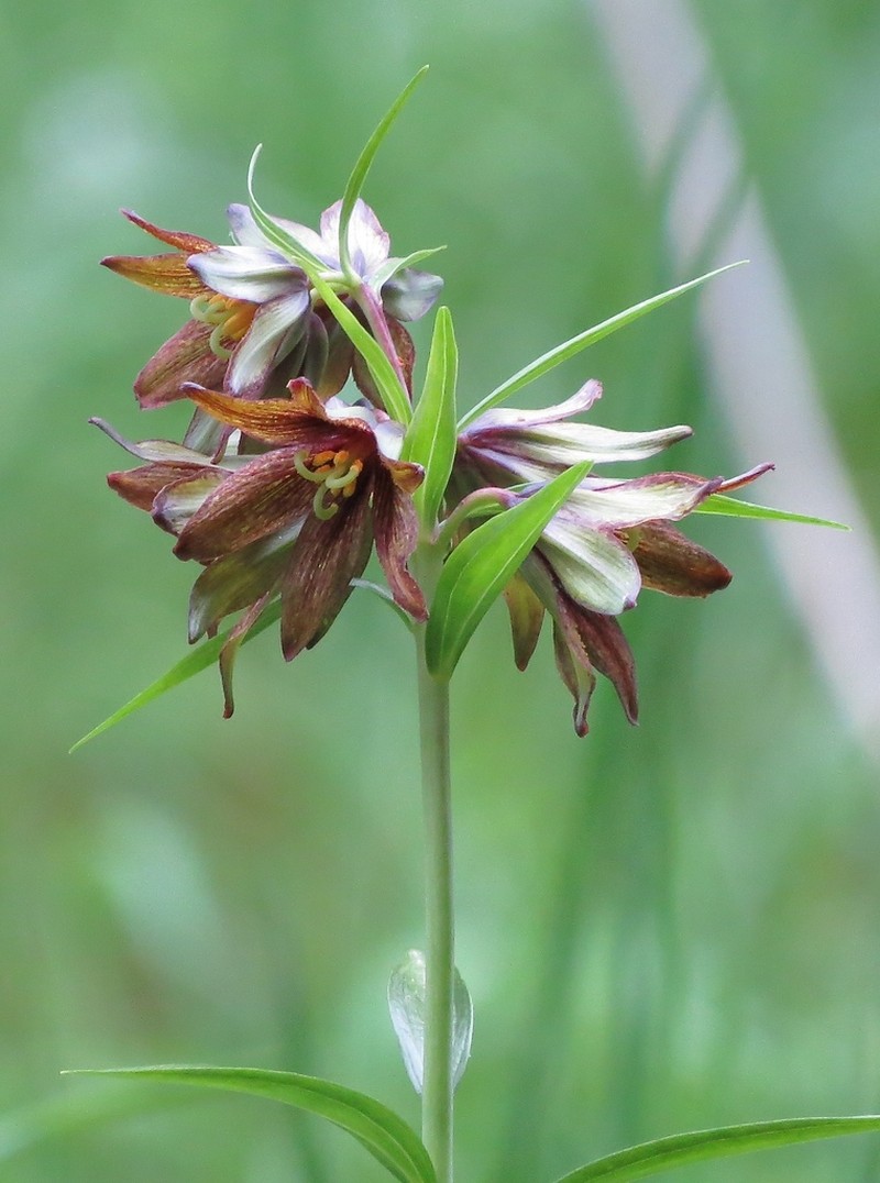 Kamchatka Fritillary