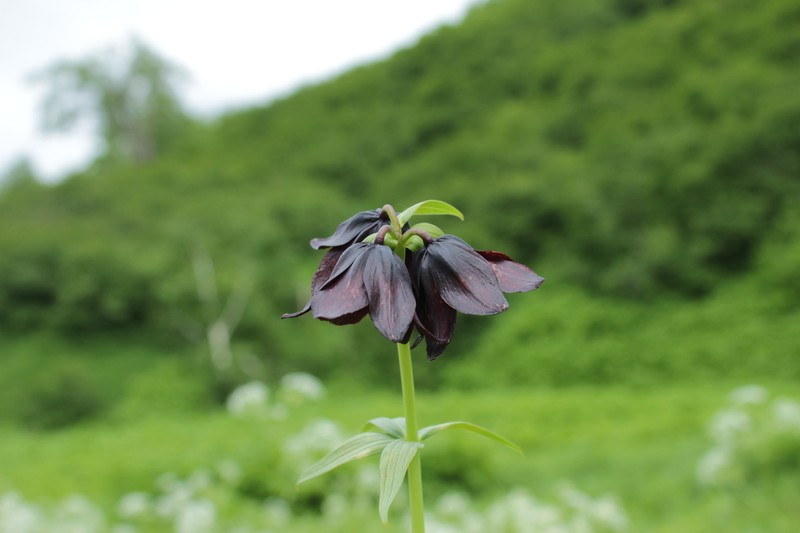 Kamchatka Fritillary photo 2