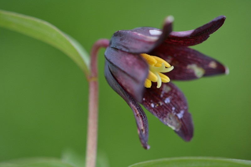 Kamchatka Fritillary photo 5