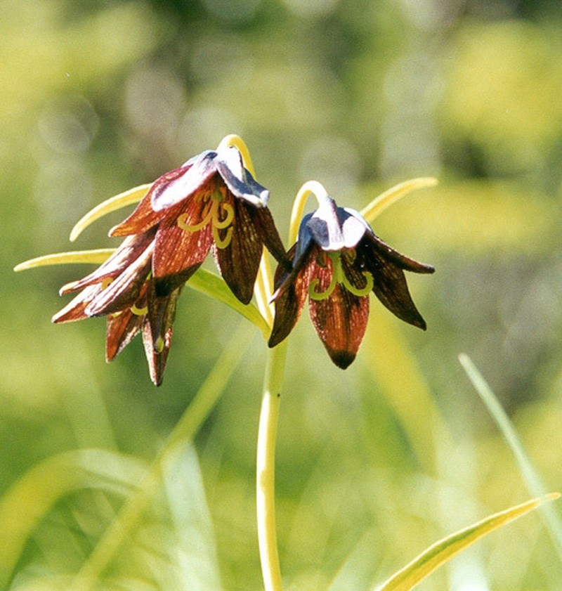 Kamchatka Fritillary photo 6