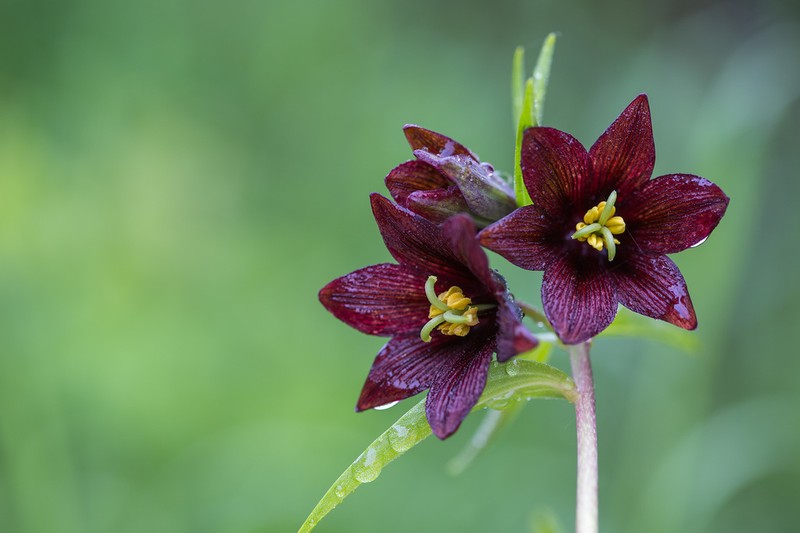 Kamchatka Fritillary photo 8
