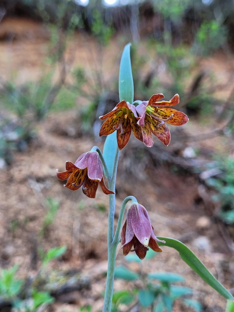 Butte County Fritillary