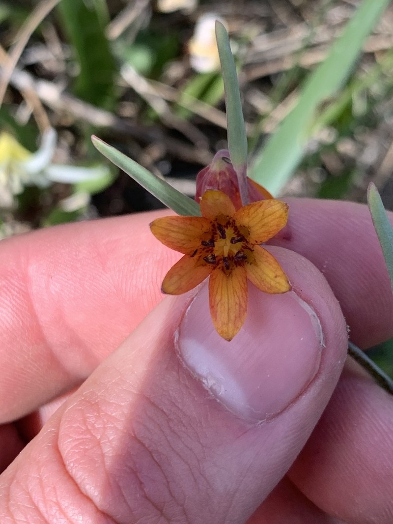 Butte County Fritillary photo 2