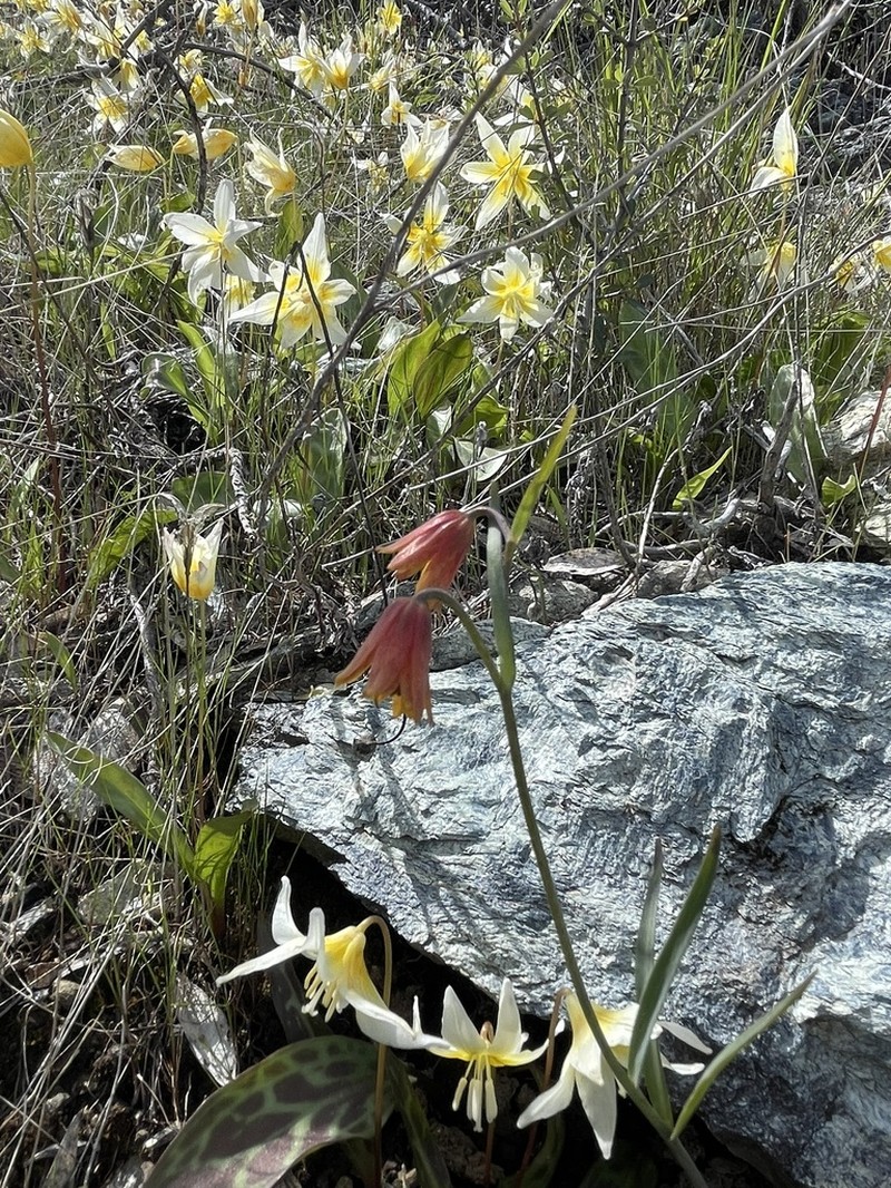 Butte County Fritillary photo 3