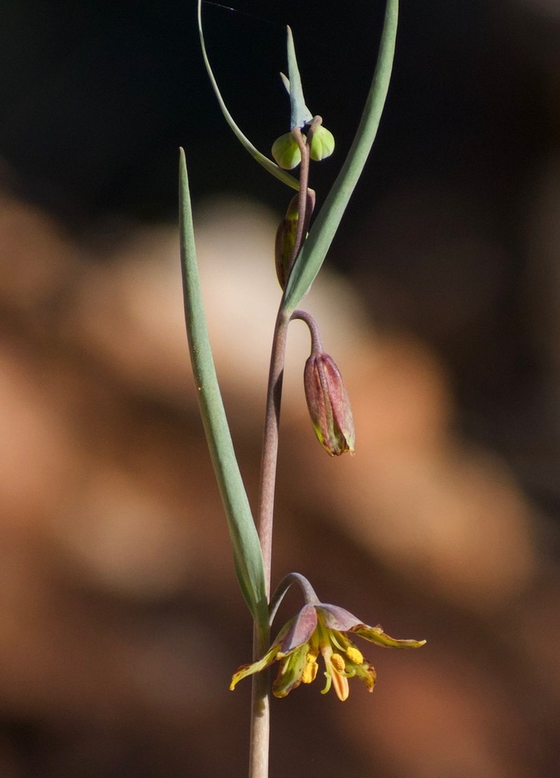 Butte County Fritillary photo 4