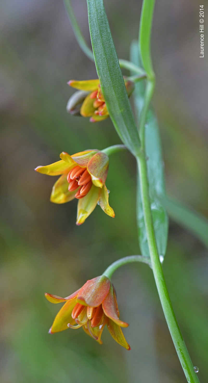 Butte County Fritillary photo 5