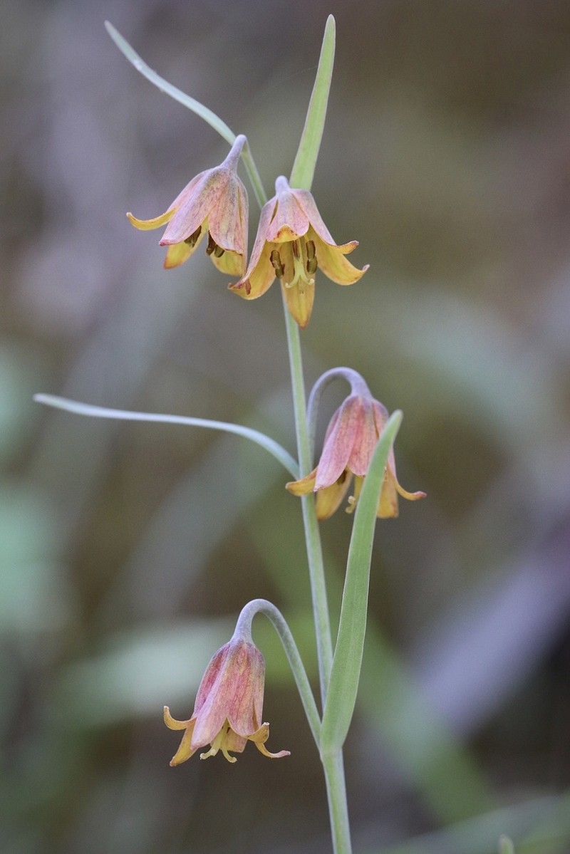 Butte County Fritillary photo 6