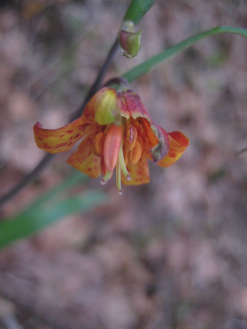Butte County Fritillary photo 7