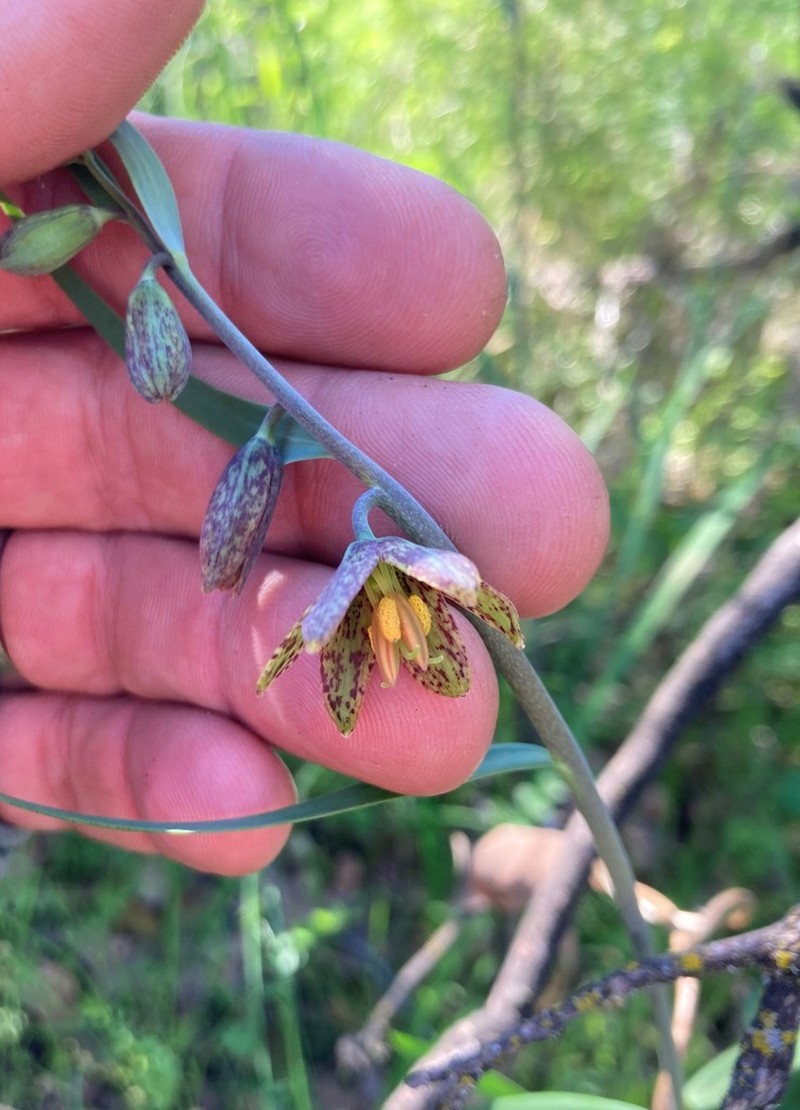 Butte County Fritillary photo 8