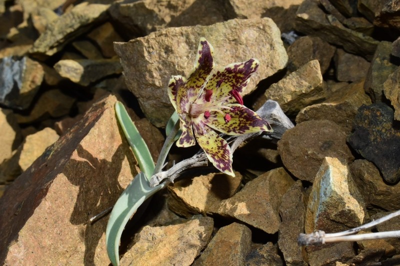 Talus Fritillary