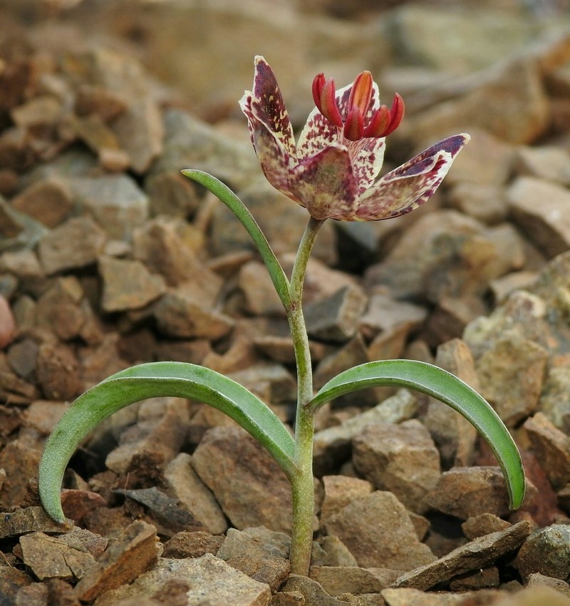 Talus Fritillary photo 3