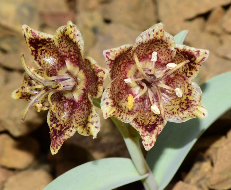 Talus Fritillary photo 4