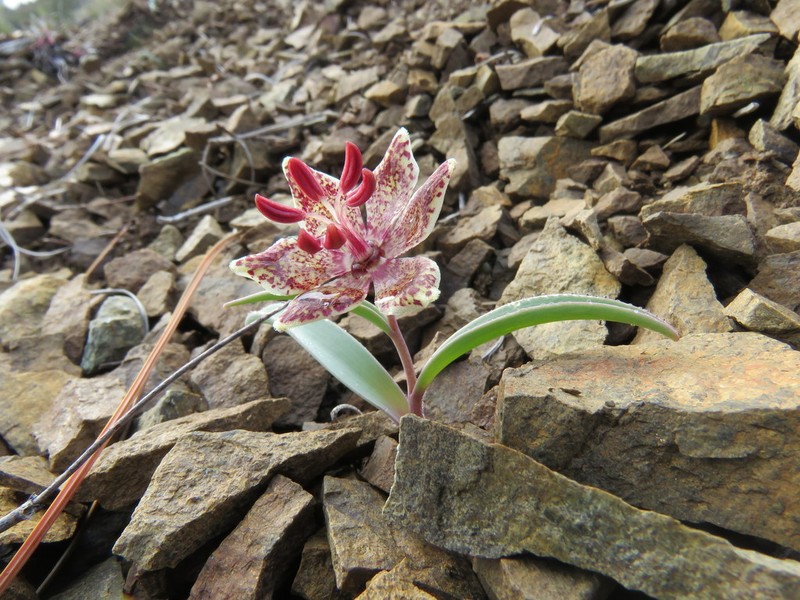 Talus Fritillary photo 6