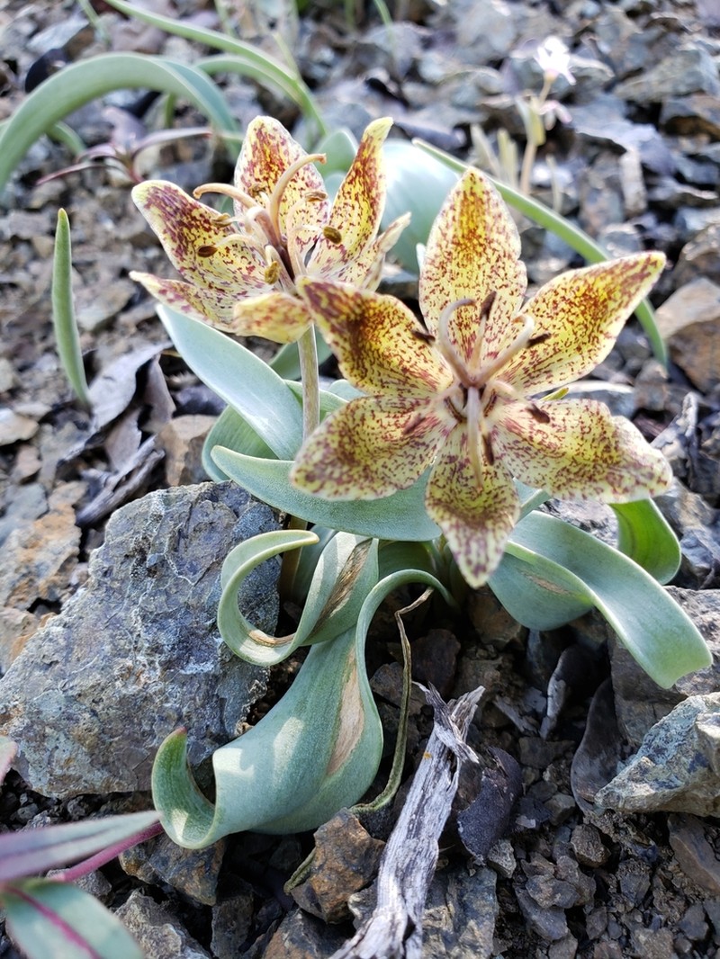 Talus Fritillary photo 7