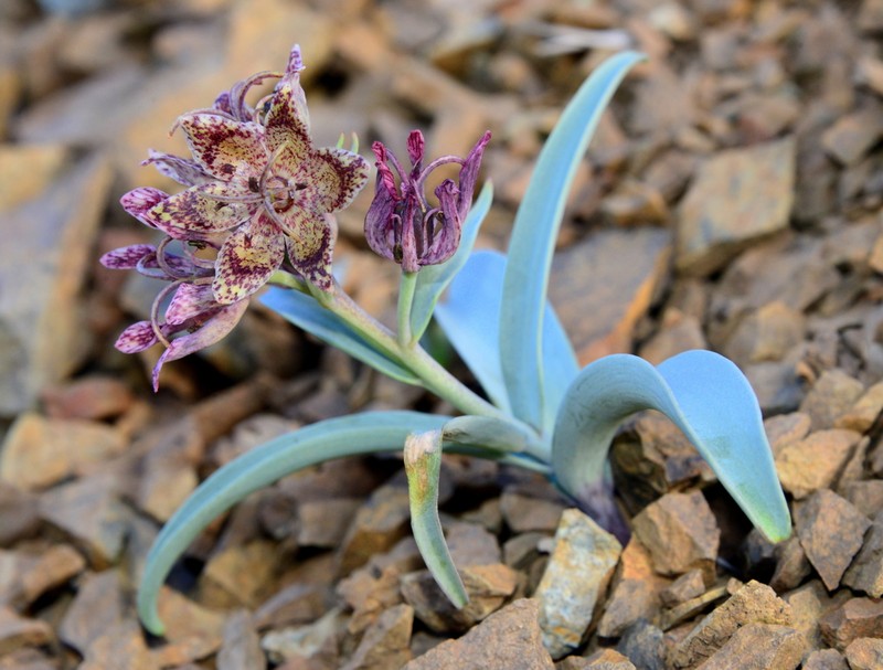 Talus Fritillary photo 8