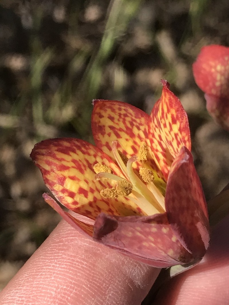 Gentner's Fritillary
