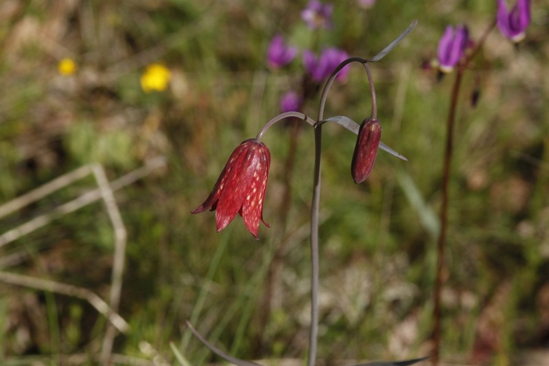 Gentner's Fritillary photo 2