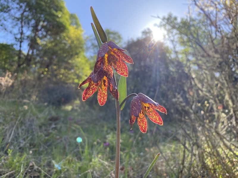 Gentner's Fritillary photo 3