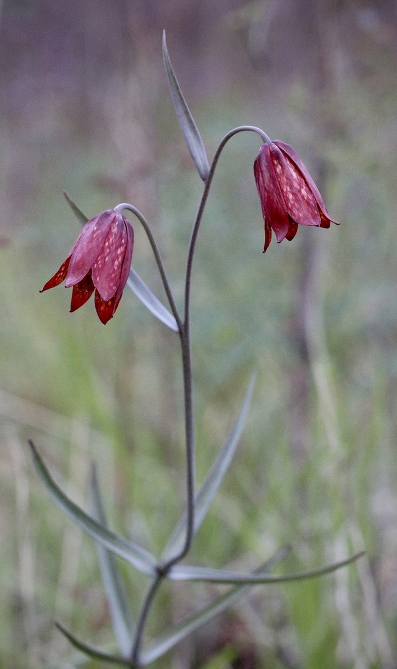 Gentner's Fritillary photo 4