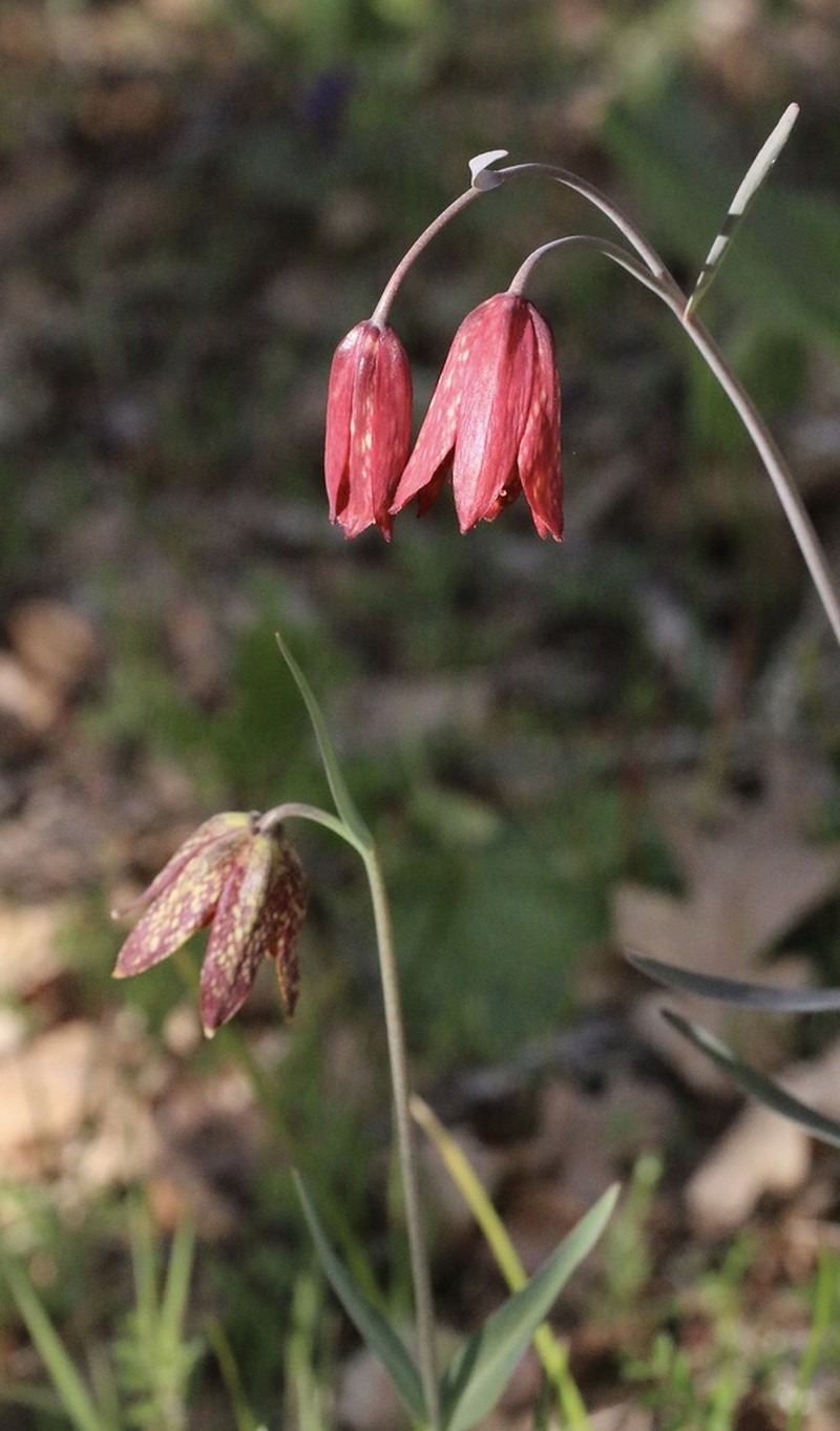 Gentner's Fritillary photo 5