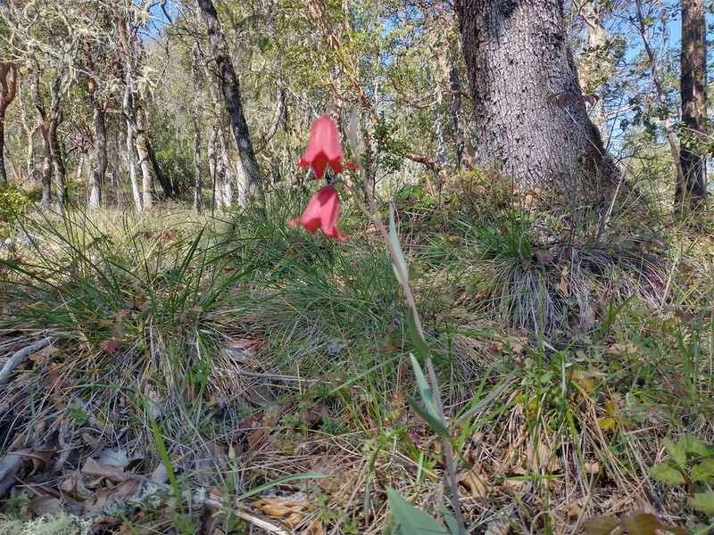 Gentner's Fritillary photo 6