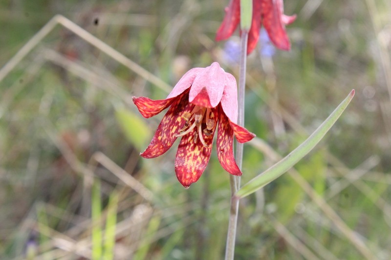 Gentner's Fritillary photo 7