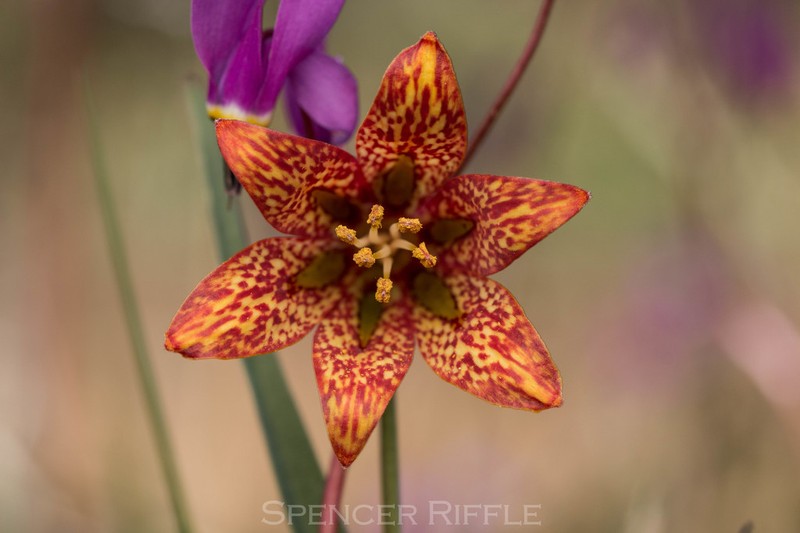 Gentner's Fritillary photo 8