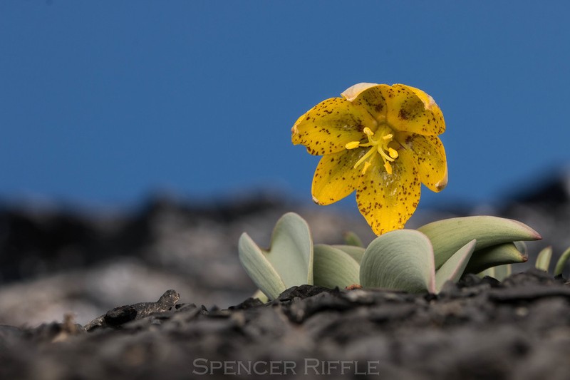 Siskiyou Fritillary