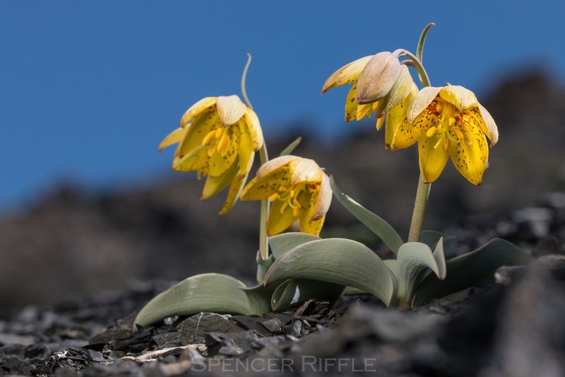 Siskiyou Fritillary photo 2
