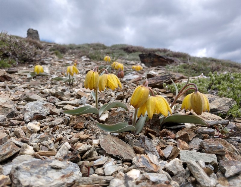 Siskiyou Fritillary photo 3