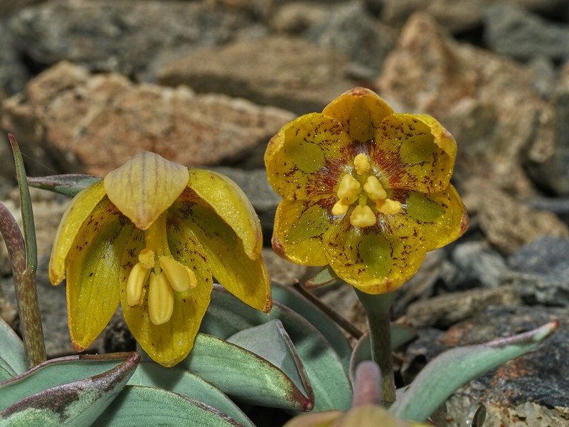 Siskiyou Fritillary photo 5